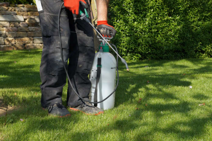 spraying pesticide with portable sprayer to eradicate garden weeds in the lawn. weedicide spray on the weeds in the garden. Pesticide use is hazardous to health. Weed control concept. weed killer Fitosanitari in sicurezza