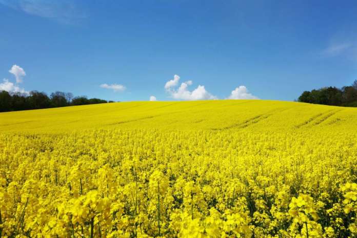 Biocarburanti sostenibilità