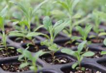 Dnsh e indicatori di sostenibilità: il regolamento sulle informazioni