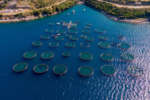 VinCa e Via