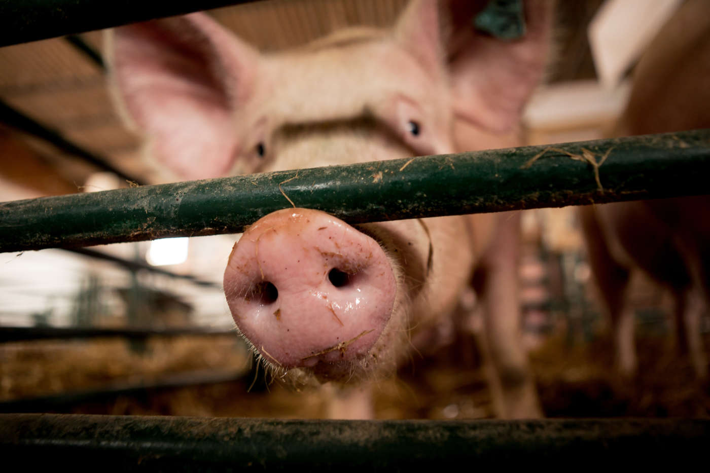 Emissioni odorigene linee di indirizzo Emissioni odorigene linee di indirizzo