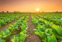 Fertilizzanti modificata la disciplina