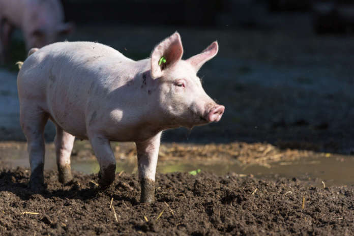 Monitoraggio emissioni odorigene