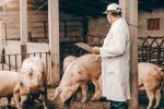 Smaltimento delle carcasse animali