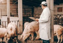 Smaltimento delle carcasse animali