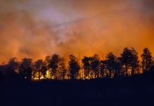 Incendi boschivi: assegnati i fondi alle Regioni Incendi boschivi: assegnati i fondi alle Regioni