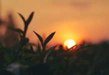 Luogo di lavoro e aziende agricole: interpello n. 2 del minLavoro Luogo di lavoro e aziende agricole