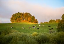 Siti Natura 2000: il divieto di conversione a pascolo