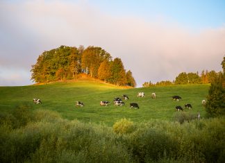 Siti Natura 2000: il divieto di conversione a pascolo Siti Natura 2000: il divieto di conversione a pascolo