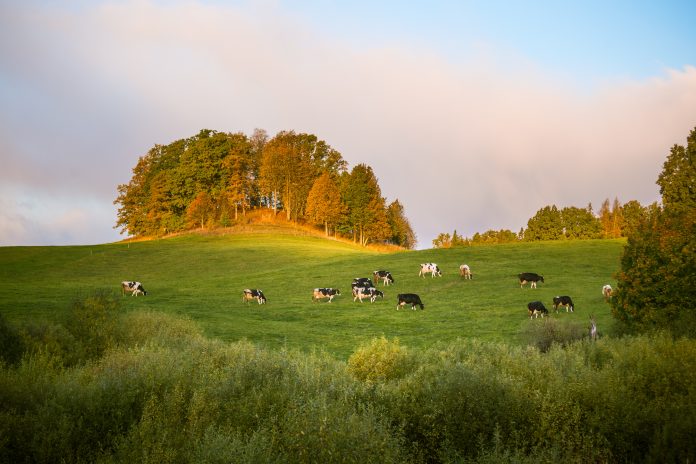 Siti Natura 2000: il divieto di conversione a pascolo