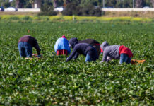 Lotta al caporalato: partita la vigilanza straordinaria