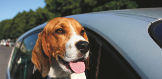 animali in viaggio
