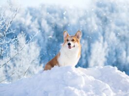 alimentazione-animale-in-inverno
