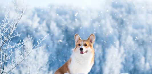 alimentazione-animale-in-inverno