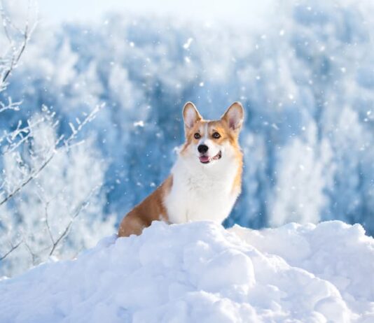 alimentazione-animale-in-inverno