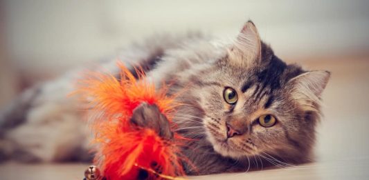 comportamento-del-gatto