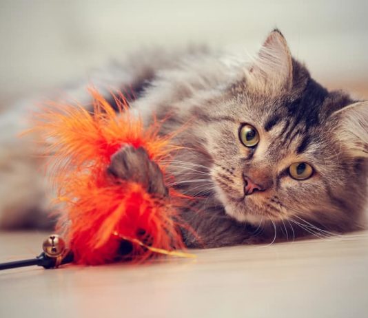 Il comportamento del gatto e come riuscire a comprenderlo comportamento-del-gatto