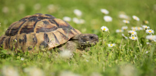 letargo delle tartarughe