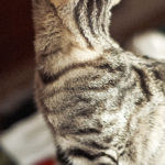 mantello del gatto 2