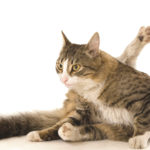 prurito nel gatto