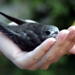 uccellino caduto dal nido