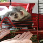 Furetto giocoso