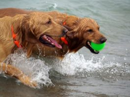 cani in vacanza