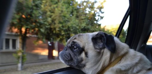 cinetosi nel cane