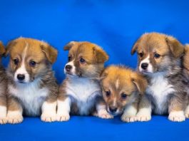 compravendita di animali