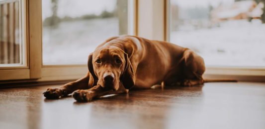 disturbi da separazione