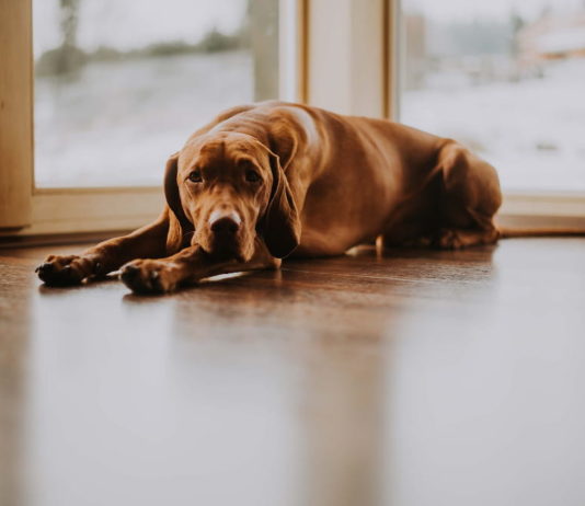 I disturbi da separazione nel cane e la possibile manifestazione di ansia disturbi da separazione
