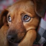 fobie nel cane
