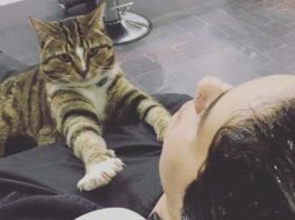 Gatto randagio al suo primo lavoro: regala coccole in un salone di bellezza. gatto randagio