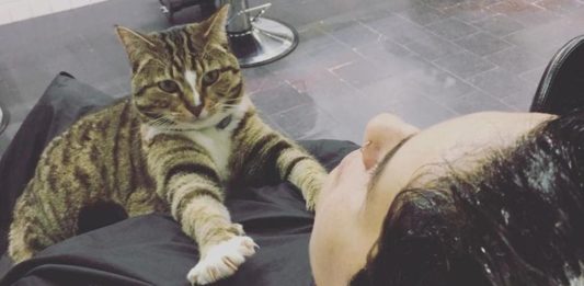 gatto randagio