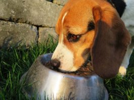 integratori alimentari nel cane
