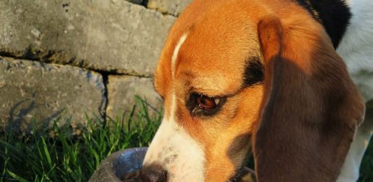 integratori alimentari nel cane