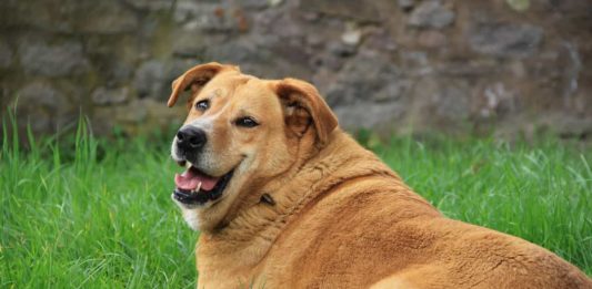Obesità del cane: può condizionare la qualità della sua vita? obesità del cane