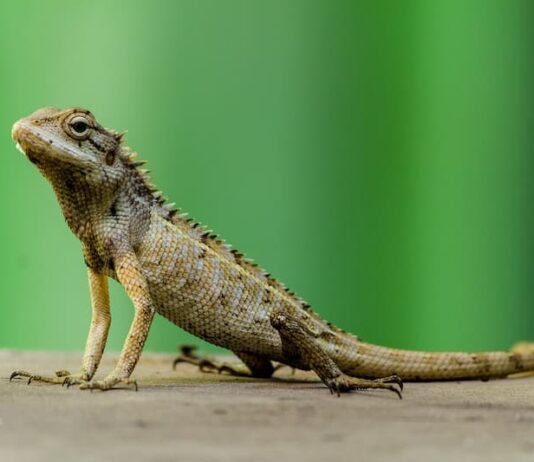 parassiti-dei-rettili