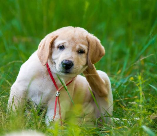 Pulci e zecche, è arrivata la stagione? Patogeni trasmessi e soluzioni pulci e zecche