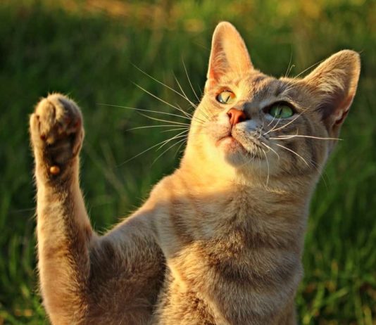 quale zampa preferiscono i gatti