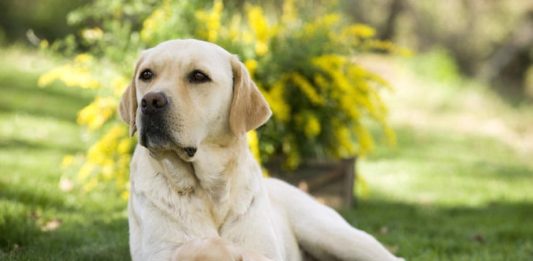 Riproduzione del cane: come scegliere un soggetto nel modo giusto riproduzione del cane