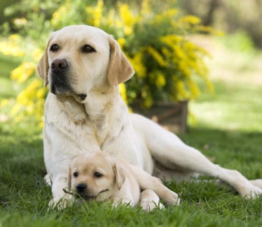 riproduzione del cane