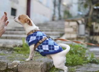 snack per cani