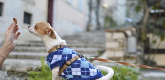 Snack per cani e gestione alimentare. Un mercato in costante crescita snack per cani