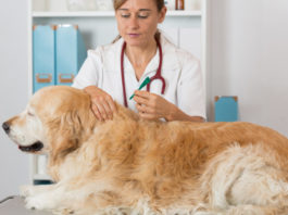 Leishmania leishmaniosi Pantelleria