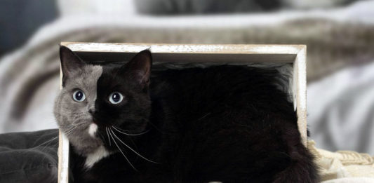 Narnia la gatta bicolore