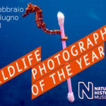 Wildlife photographer of the year 2018