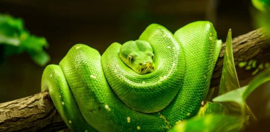 alimentazione dei serpenti