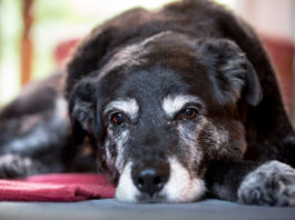 alimentazione del cane anziano