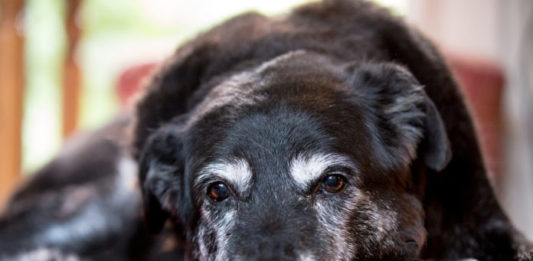 alimentazione del cane anziano
